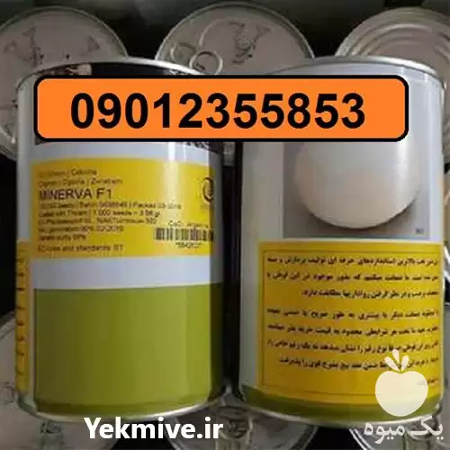 فروش بذر پیاز مینروا در گروه خرید و فروش بذر پیاز در یکمیوه -عکس1