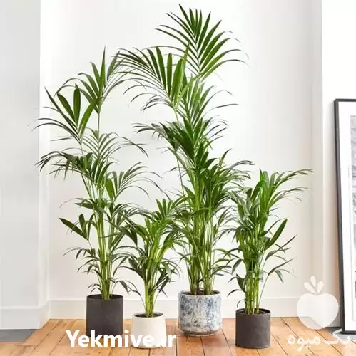 قیمت خرید نخل اریکا در گروه خرید و فروش گیاهان زینتی در یکمیوه -عکس1