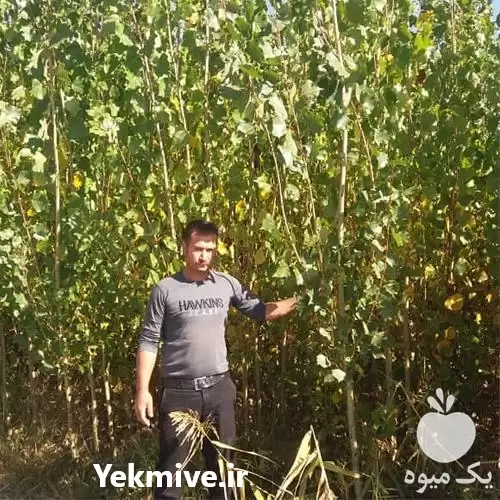 قیمت نهال درخت تبریزی در گروه خرید و فروش نهال درخت در یکمیوه -عکس1