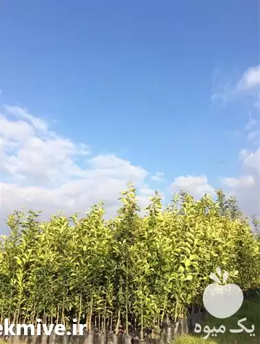 نهال نارنج قیمت مناسب در گروه خرید و فروش نهال نارنج در یکمیوه -عکس1