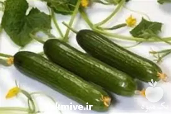 فروش بذر خیار تک گل در تهران در گروه خرید و فروش بذر خیار در یکمیوه -عکس1