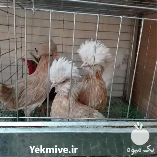 قیمت خرید تخم نطفه دار مرغ در ایلام در گروه مرغ و خروس و بوقلمون و اردک قو قاز در یکمیوه -عکس1