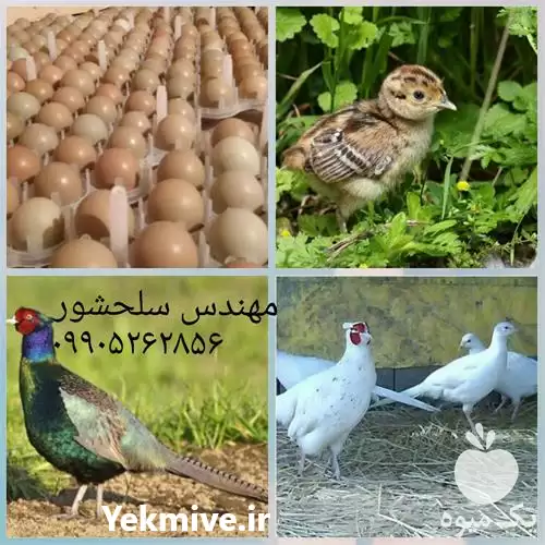 قیمت خرید تخم قرقاول در سمنان در گروه انواع تخم ها در یکمیوه -عکس1