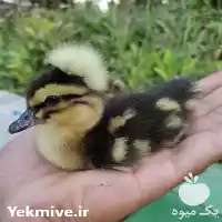 قیمت خرید اردک پکنی کاکلی در تهران در گروه مرغ و خروس و بوقلمون و اردک قو قاز در یکمیوه