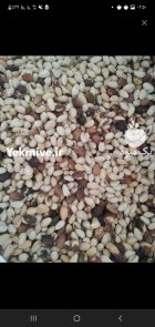 خریدار پسته پوک و گو در گروه خرید و فروش پسته در یکمیوه