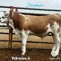 فروش انواع گوساله پرواری نژادهای سیمینتال در مشهد در گروه گاو و گوسفند و میش و بز کهره گوساله در یکمیوه