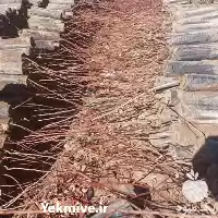 فروش نهال پسته یک ساله دو در سمنان در گروه خرید و فروش نهال پسته در یکمیوه