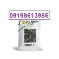 قیمت خرید بذر خیار اورکا در کرمان  در گروه خرید و فروش بذر خیار در یکمیوه