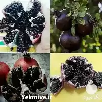 فروش تولید عمده نهال انار در ارومیه در گروه خرید و فروش نهال انار در یکمیوه