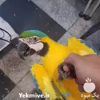 فروش عرضه ویژه تخم نطفه دار در تهران در گروه انواع تخم ها در یکمیوه