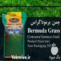 فروش خرید بذر چمن آفریقایی برموداگراس در یزد در گروه خرید و فروش بذر چمن در یکمیوه