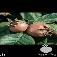 فروش نهال کندس ازگیل جنگلی درشت در ساری در گروه خرید و فروش نهال در یکمیوه