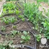 فروش تجهیزات آبیاری قطره ای در سنندج در گروه خرید و فروش دستگاه آبیاری در یکمیوه