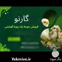 عرضه ارائه فروش جوجه گوشتی یک در گروه مرغ و خروس و بوقلمون و اردک قو قاز در یکمیوه