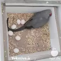 فروش تخم نطفه دار آرا کاسکو در اهواز در گروه انواع تخم ها در یکمیوه