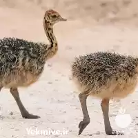 فروش و عرضه تخم نطفه دار در اصفهان در گروه انواع تخم ها در یکمیوه