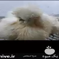 قیمت خرید تخم نطفه دار مرغ در اردبیل در گروه انواع تخم ها در یکمیوه