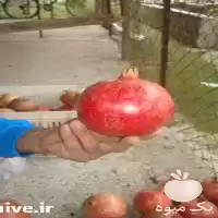 قیمت خرید نهال انار رقم ملس ممتاز در ساری در گروه خرید و فروش نهال در یکمیوه