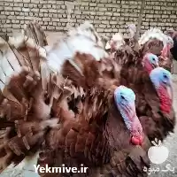 فروش تخم مرغ نطفه دار بوقلمون در مشهد در گروه انواع تخم ها در یکمیوه