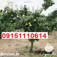 قیمت خرید نهال گلابی با بهترین در کرمانشاه در گروه خرید و فروش نهال میوه در یکمیوه