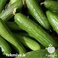 قیمت خرید بذر خیار داووس فلات در گروه خرید و فروش بذر خیار در یکمیوه