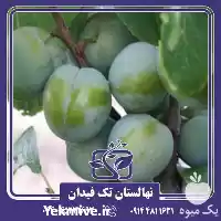 فروش خرید قیمت نهال آلوچه رین در ارومیه در گروه فرآورده های آلو و آلوچه در یکمیوه