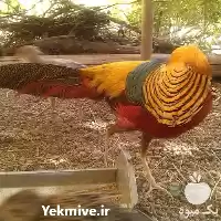 فروش تخم قرقاول نطفه دار در همدان در گروه انواع تخم ها در یکمیوه