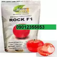فروش بذر گوجه فرنگی راک در کرمان  در گروه خرید و فروش بذر گوجه در یکمیوه