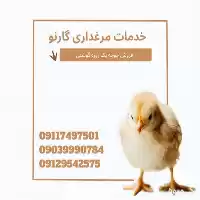 فروش جوجه یک روزه گوشتی راس در رشت در گروه خرید و فروش انواع تجهیزات کشاورزی در یکمیوه