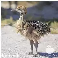 قیمت خرید ویژه جوجه شترمرغ هچری در گروه مرغ و خروس و بوقلمون و اردک قو قاز در یکمیوه