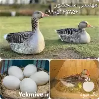 فروش قیمت تخم غاز در زنجان در گروه انواع تخم ها در یکمیوه