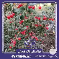 خرید قیمت نهال گوجی بری نهالستان در گروه خرید و فروش نهالستان در یکمیوه