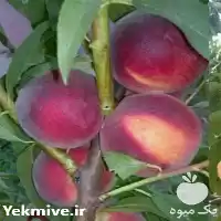 فروش نهال هلو در ارقام مختلف در ارومیه در گروه خرید و فروش نهال در یکمیوه