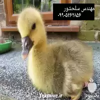 قیمت خرید جوجه غاز در بوشهر در گروه مرغ و خروس و بوقلمون و اردک قو قاز در یکمیوه