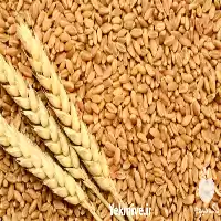 قیمت خرید کود ویژه گیاه گندم در تهران در گروه خرید و فروش انواع کود کشاورزی در یکمیوه