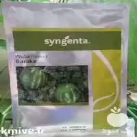 فروش بذر هندوانه زود رس باراکا در زاهدان در گروه خرید و فروش بذر هندوانه در یکمیوه