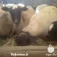 قیمت خرید خوراک داشتی در اصفهان در گروه خوراک دام و طیور در یکمیوه