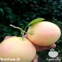 قیمت خرید عرضه درخت میوه مرکبات در ساری در گروه خرید و فروش نهال مرکبات در یکمیوه