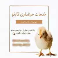 فروش جوجه کاب سپیدماکیان در رشت در گروه خرید و فروش انواع تجهیزات کشاورزی در یکمیوه