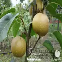 قیمت خرید نهال گلابی ناشی در گروه خرید و فروش نهال گلابی در یکمیوه