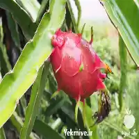 قیمت خرید نهال دراگون فروت سفید در ساری در گروه خرید و فروش نهال در یکمیوه