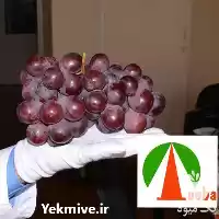 فروش نهال انگور رد گلوب redglobe در گروه خرید و فروش نهال انگور در یکمیوه