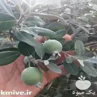 قیمت خرید درخت سه ساله فیجوا در ساری در گروه خرید و فروش نهال در یکمیوه