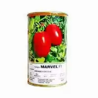 فروش بذر گوجه فرنگی گلخانه ای در سنندج در گروه خرید و فروش بذر گوجه در یکمیوه