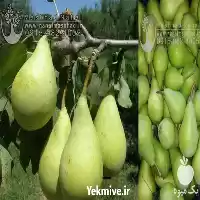 فروش نهال گلابی اسپادانا در مشهد در گروه خرید و فروش نهال گلابی در یکمیوه