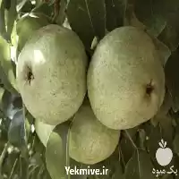 قیمت خرید نهال گلابی بیروتی شاه در گروه خرید و فروش نهال گلابی در یکمیوه