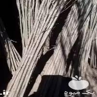 پیش فروش نهال صنوبر تبریزی ترک در تهران در گروه خرید و فروش نهال صنوبر در یکمیوه