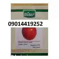 فروش بذر گوجه فرنگی ثمین در شیراز در گروه خرید و فروش بذر گوجه در یکمیوه
