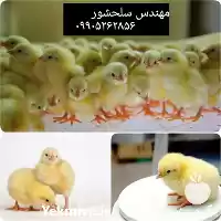 قیمت خرید جوجه گوشتی راس در قزوین در گروه مرغ و خروس و بوقلمون و اردک قو قاز در یکمیوه