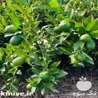 فروش نهال لیمو ترش لایم کوات در شیراز در گروه خرید و فروش لیمو ترش در یکمیوه